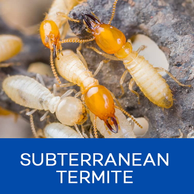 BOXSUBTERRANEAN-TERMITE