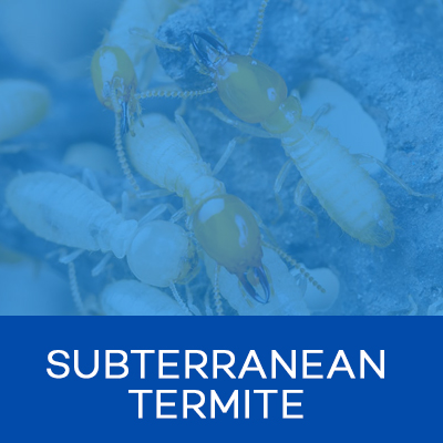 BOXSUBTERRANEAN-TERMITEh