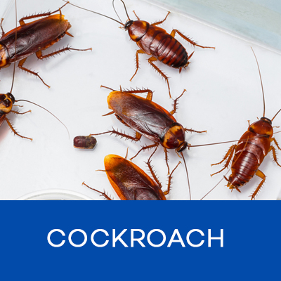 BOXcockroach